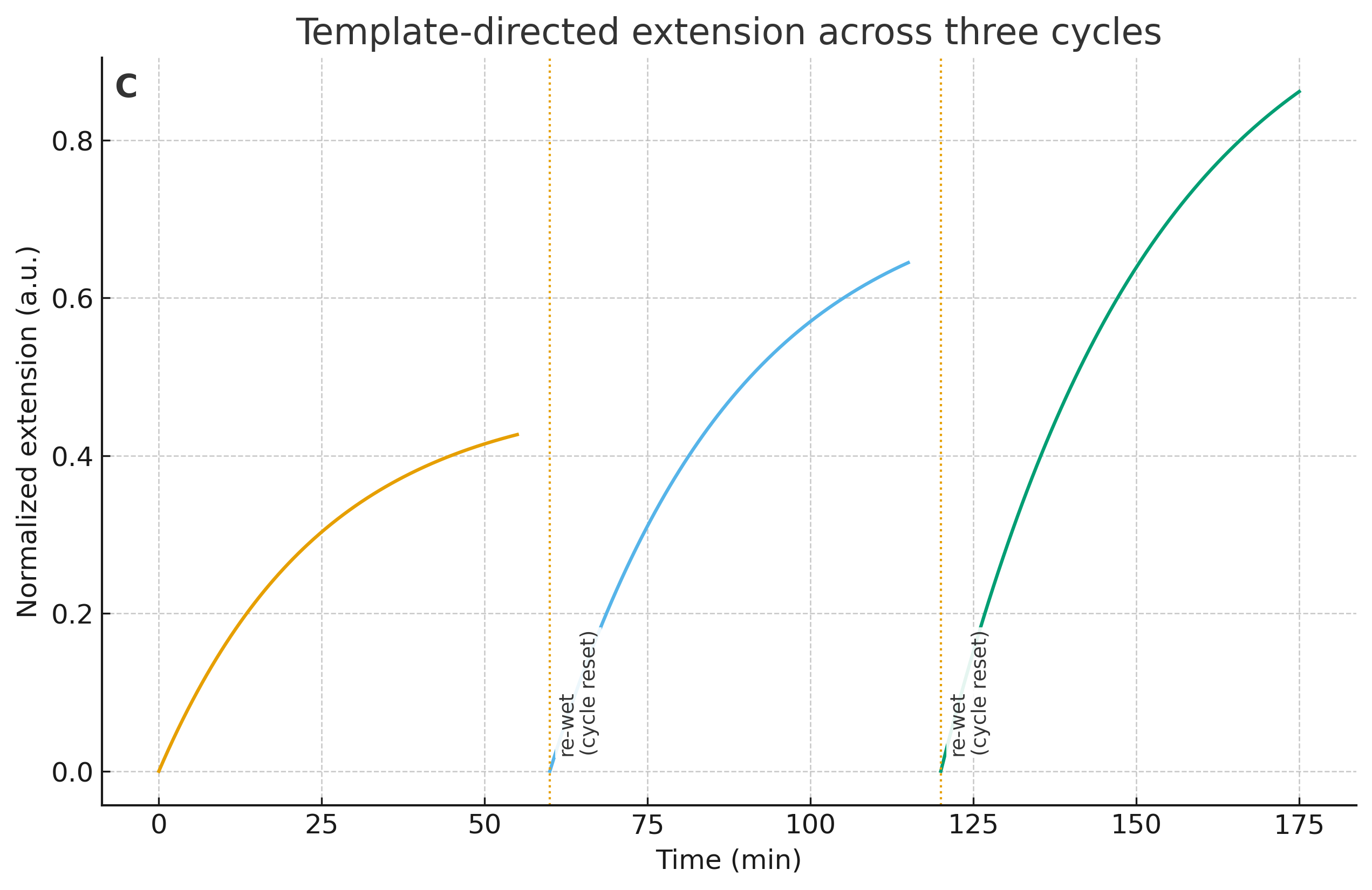 protolife_C_template_extension Figure C — Template-directed extension (three cycles; “re-wet (partial carry-over; limited rehydration)
